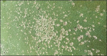 dollar spot_turf management basics